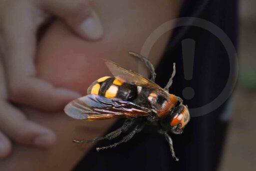 Invasione di vespe asiatiche, cosa fare se si viene punti